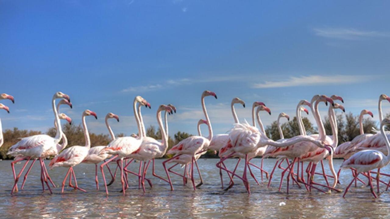 Marina Aigues-Mortes **** Dış mekan fotoğraf
